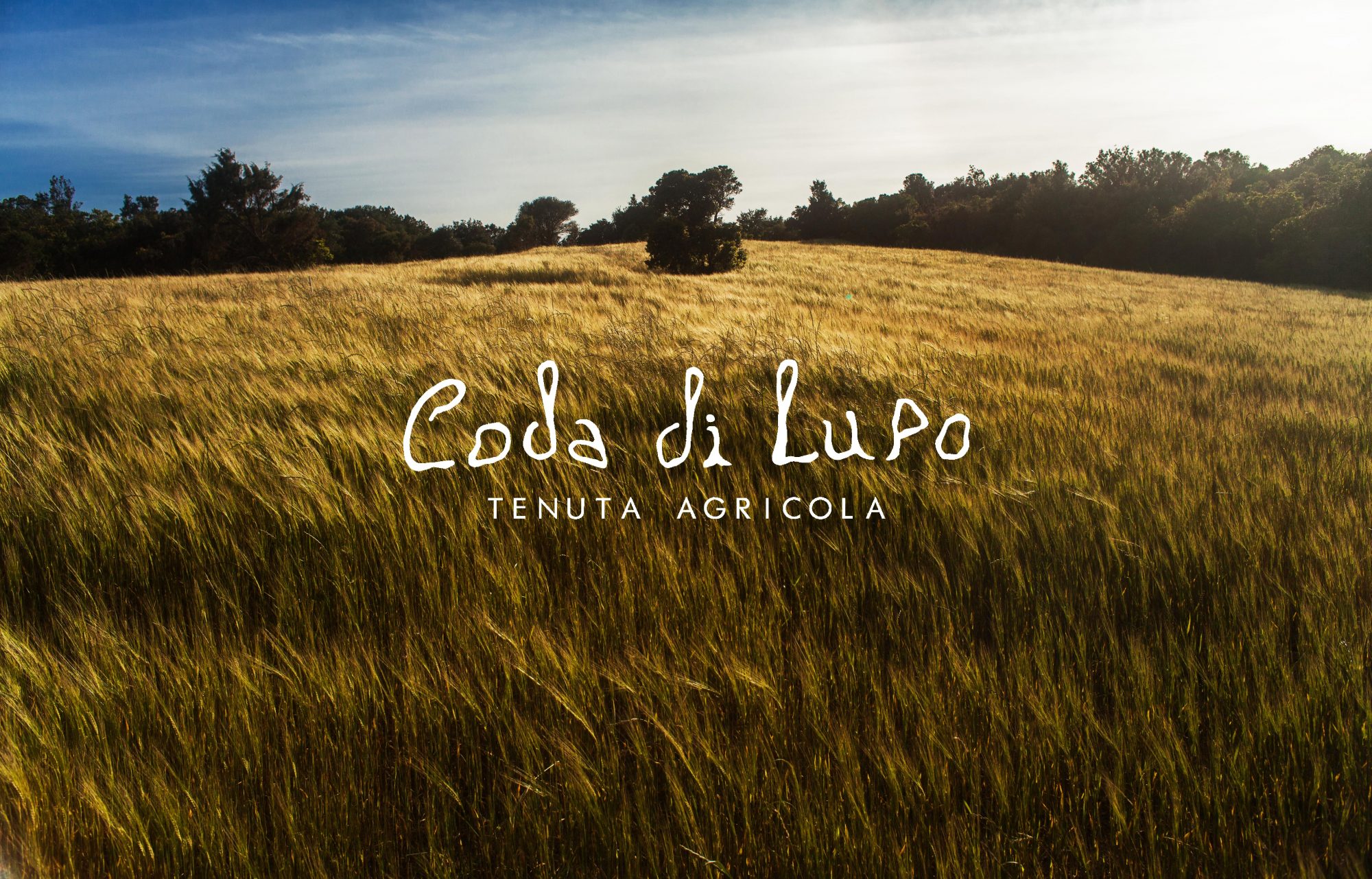 Fornitore Faro: Coda di Lupo